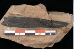 Foto (Detailansicht) von Rhytisma palaeomyricae Ettingshausen (NHMW-GEO-2024-0188-0086)